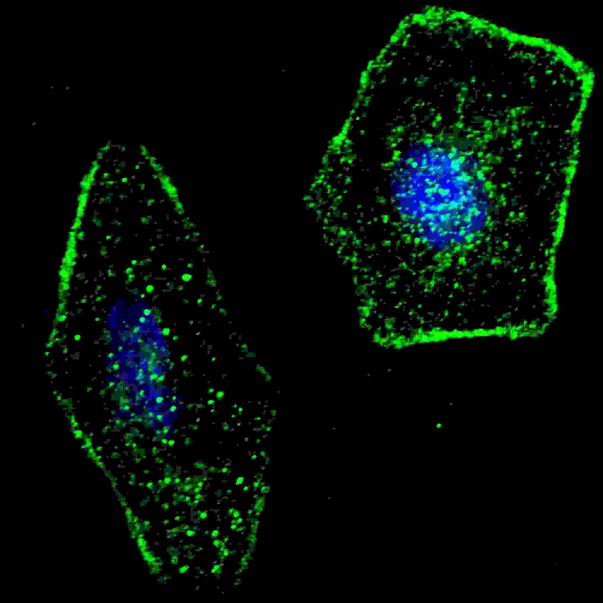 ERAS Antibody