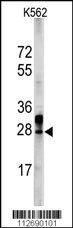 ERAS Antibody