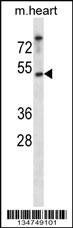 Csnk1e Antibody