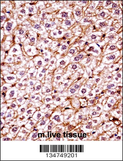 Csnk1e Antibody