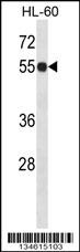 IMPDH1 Antibody