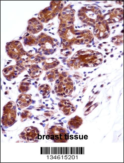 IMPDH1 Antibody