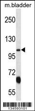 KCNQ3 Antibody