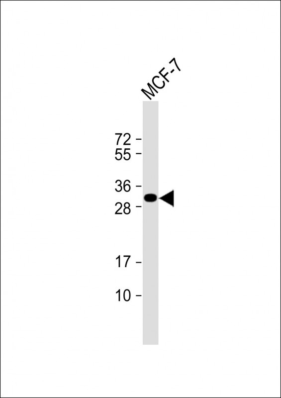 Latexin Antibody