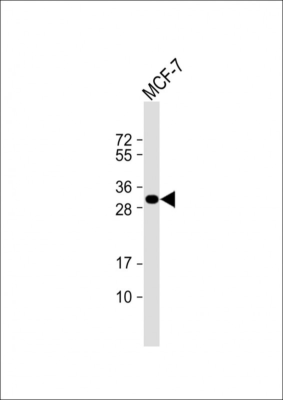 LXN Antibody