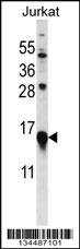 MYL9 Antibody