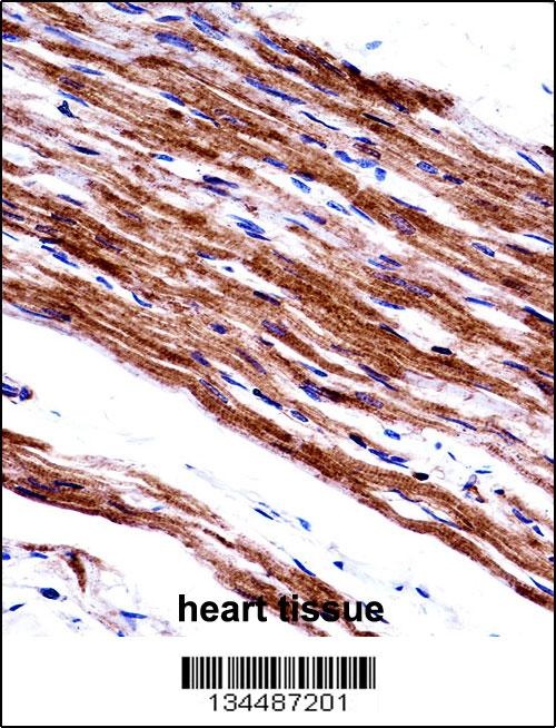 MYL9 Antibody