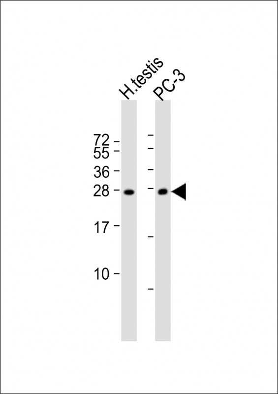 IL25 Antibody