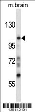 Sgk223 Antibody