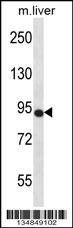 Mouse Ntrk3 Antibody