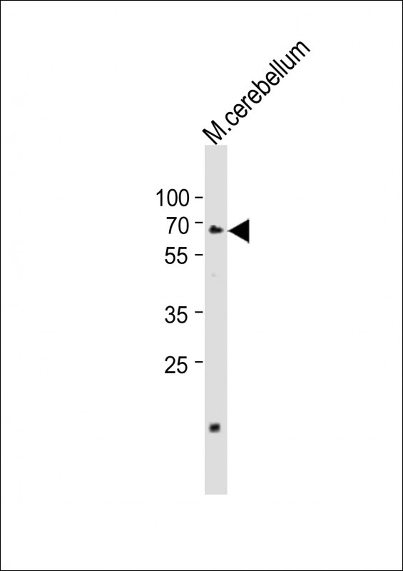 Mouse Clk2 Antibody