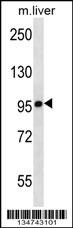 Chuk Antibody