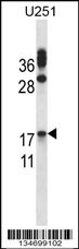 CGB/hCG-Beta Antibody
