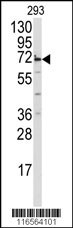 MIPEP Antibody