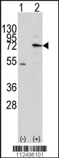 MIPEP Antibody