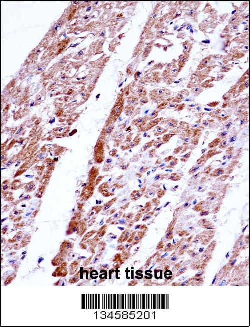 FST Antibody