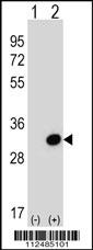 SCGN Antibody