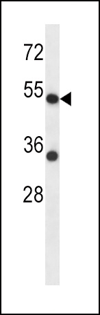 ADRA2C Antibody