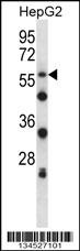 SIGLEC8 Antibody