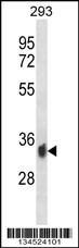 PPP6C Antibody