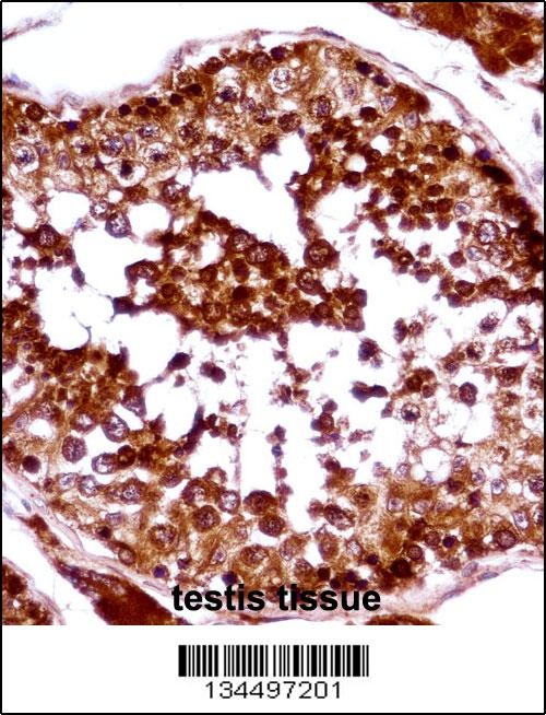 HSFX1 Antibody