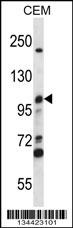 MCM4 Antibody