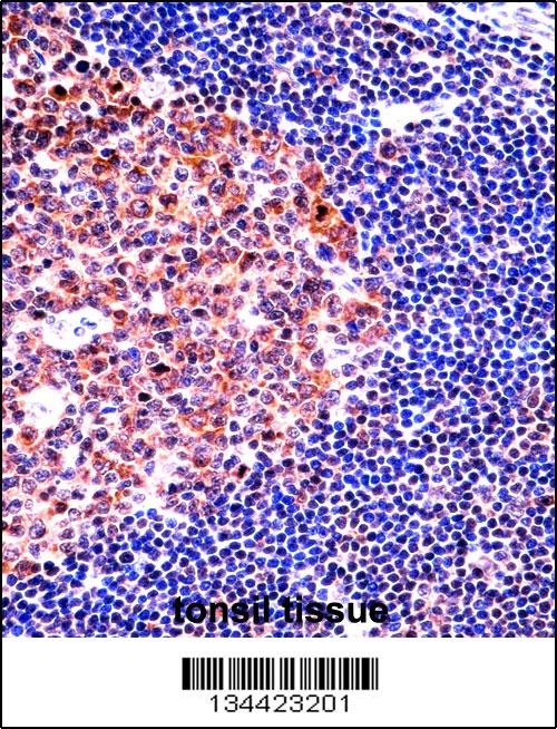 MCM4 Antibody