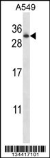 RAB11A Antibody
