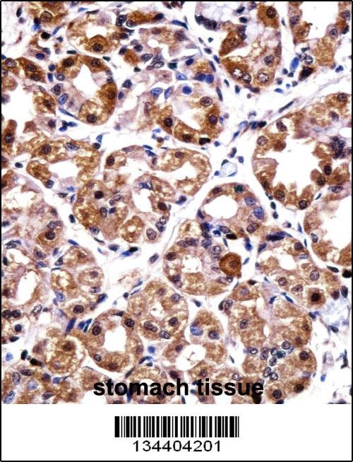 POLI Antibody