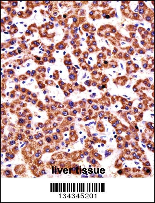 CYP2D6 Antibody