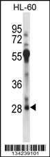 RFXAP Antibody