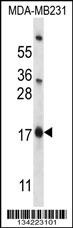 PHLDA2 Antibody