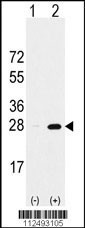 PSMA5 Antibody