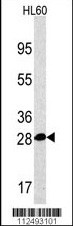 PSMA5 Antibody