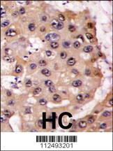 PSMA5 Antibody
