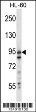 USP20 Antibody
