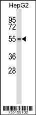 Mouse Wee2 Antibody