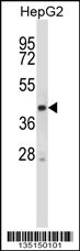 Stk25 Antibody