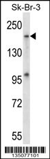 Mouse Map4k4 Antibody