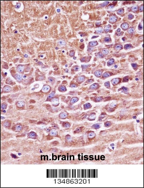Prkacb Antibody