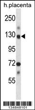 Nek9 Antibody