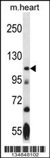 Nek9 Antibody