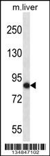 Mouse Nek5 Antibody