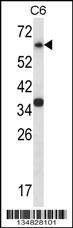 Mouse Mapk4 Antibody