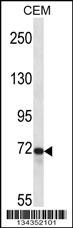 PTPRE Antibody