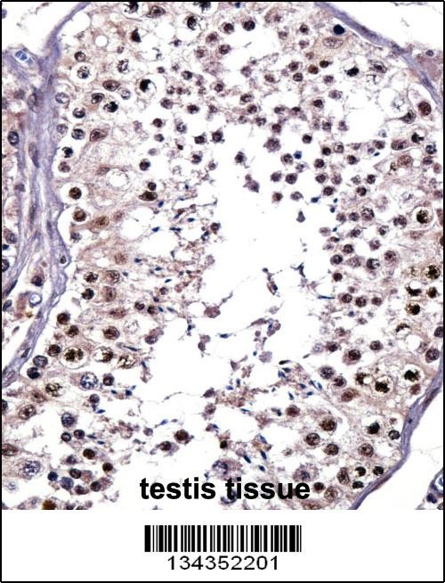 PTPRE Antibody
