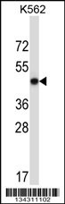 METAP2 Antibody