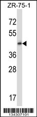 GPR137 Antibody
