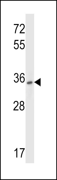 P2RY10 Antibody