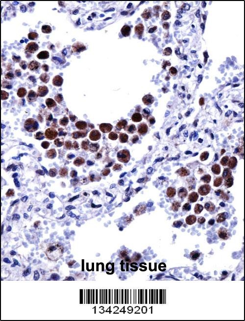 ARIH2 Antibody